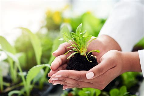 Natural fertilizer for plants. Things To Know About Natural fertilizer for plants. 